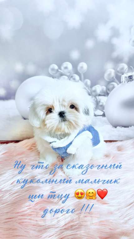 Собаки в Смоленске: Мини малыш  Мальчик, 100 000 руб. - фото 3