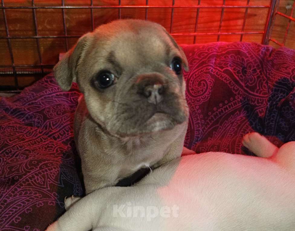 Собаки в Москве: Девочка французского бульдога Девочка, 70 000 руб. - фото 2