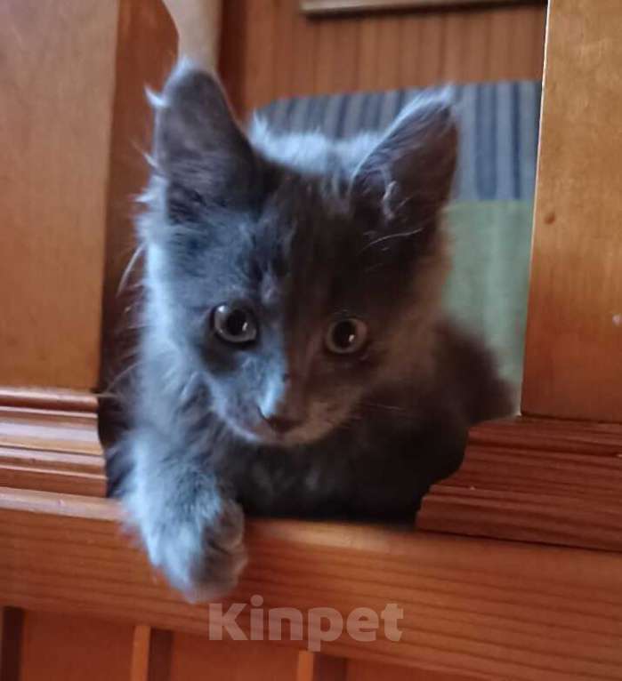 Кошки в Набережных Челнах: Потеряшка Вася Мальчик, Бесплатно - фото 1