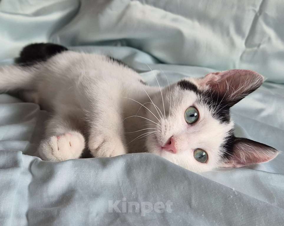 Кошки в Санкт-Петербурге: Ищет дом ласковый котейка Дантес Мальчик, Бесплатно - фото 7