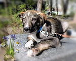 Собаки в Москве: Милый щенок Арчи в добрые руки Мальчик, Бесплатно - фото 3