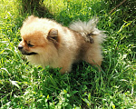 Собаки в Липецке: Шпиц померанский, 1 руб. - фото 1