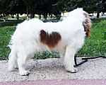 Собаки в Москве: Кавалер Чарльз Кинг Спаниель Мальчик, 150 000 руб. - фото 1