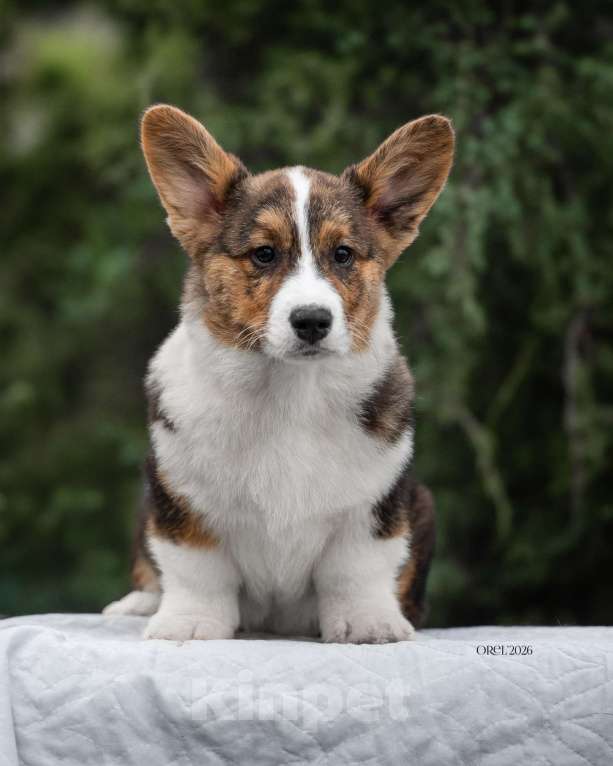 Собаки в других городах Краснодарского края: Щенки вельш корги кардиган Мальчик, 60 000 руб. - фото 2