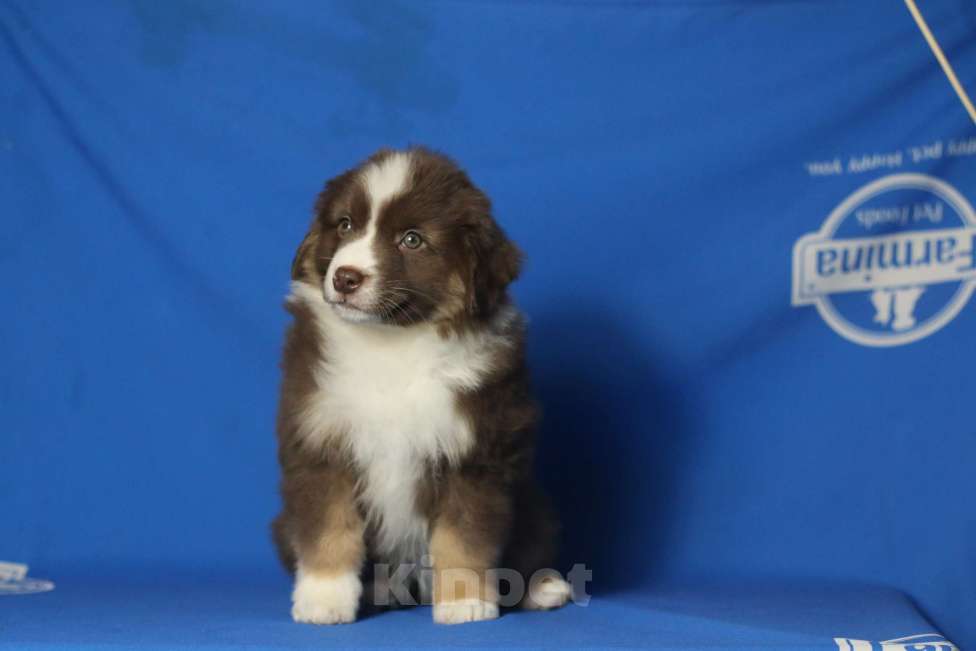 Собаки в Рязани: Ще́нки мини ауси Разнополые, 60 000 руб. - фото 7