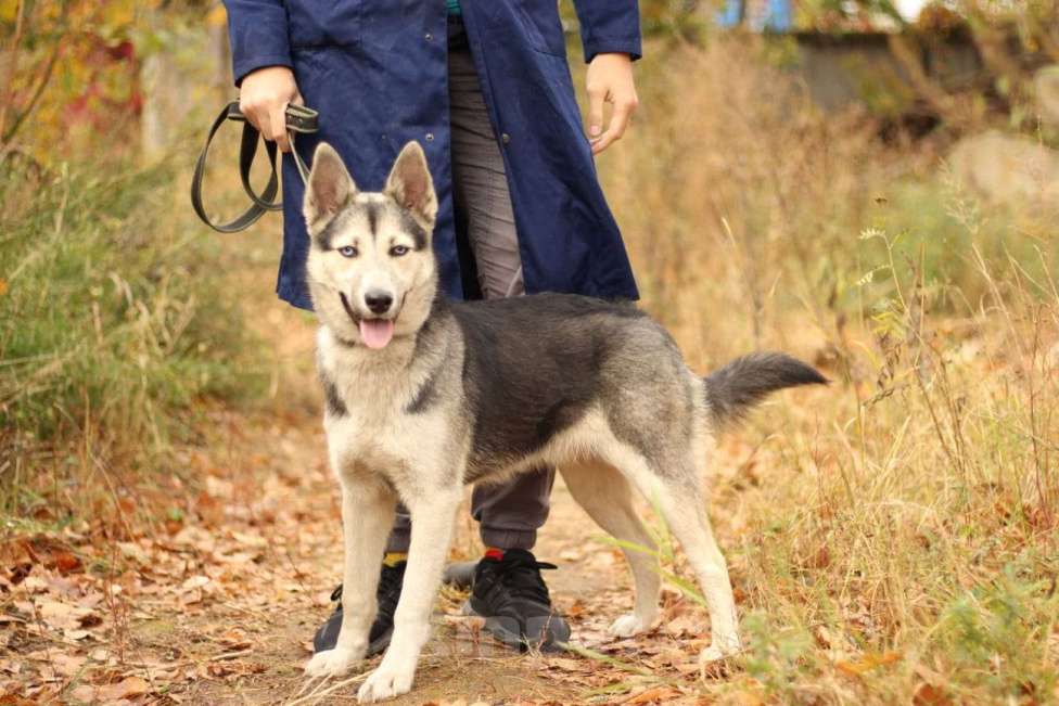 Собаки в Москве: Щенок подросток Мира Девочка, Бесплатно - фото 3