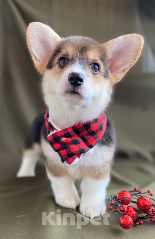 Собаки в Сергиеве Посаде: Красотка триколор вельш корги Девочка, 50 000 руб. - фото 1