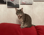 Кошки в Санкт-Петербурге: Отдам кошку в добрые руки  Девочка, Бесплатно - фото 2