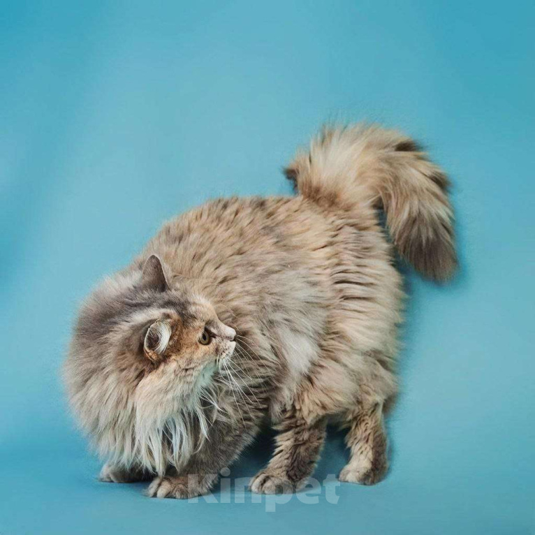 Кошки в Москве: Роскошная кошка Росинка ищет любящую семью Девочка, Бесплатно - фото 1