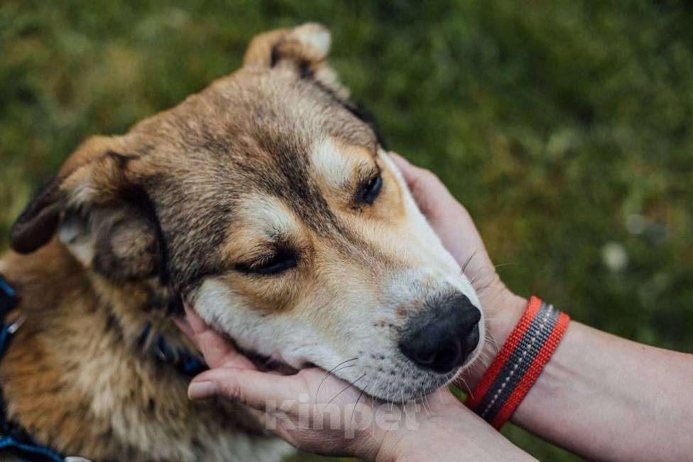 Собаки в Красногорске: ПЕРСИК Мальчик, Бесплатно - фото 4