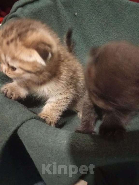 Кошки в Калуге: Шоотландские вислоухие котята Мальчик, 2 000 руб. - фото 2