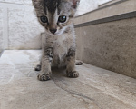 Кошки в Геленджике: Котёнок Чаузи Девочка, 30 000 руб. - фото 2