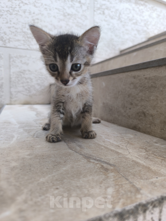 Кошки в Геленджике: Котёнок Чаузи Девочка, 30 000 руб. - фото 2