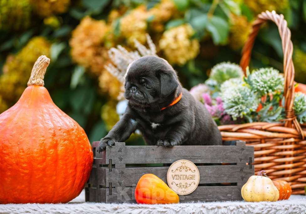 Собаки в Новосибирске: Мопс Сейлор Мун Девочка, 60 000 руб. - фото 4