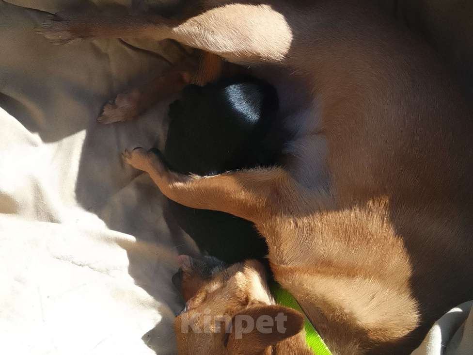 Собаки в Москве: Продаю собаку 🐕 чихуахуа Мальчик, 25 000 руб. - фото 1