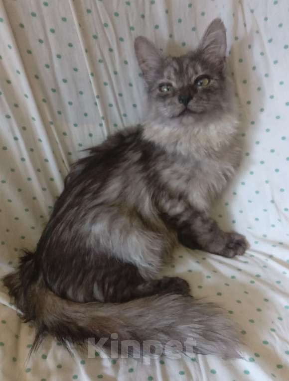 Кошки в Москве: Сибирская кошечка редкого окраса голубое серебро Девочка, Бесплатно - фото 6