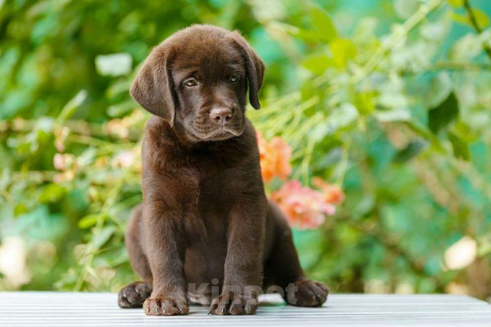 Собаки в Пятигорске: Элитные щенки лабрадора Мальчик, 55 000 руб. - фото 1
