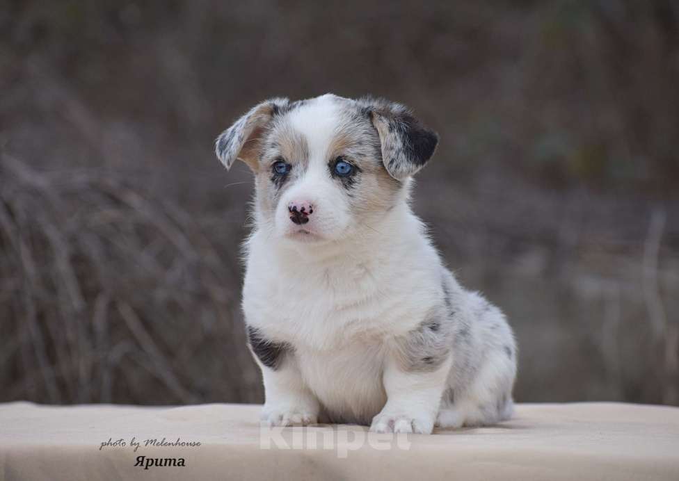 Собаки в Домодедово: Щенок вельш корги кардиган Девочка, 60 000 руб. - фото 3