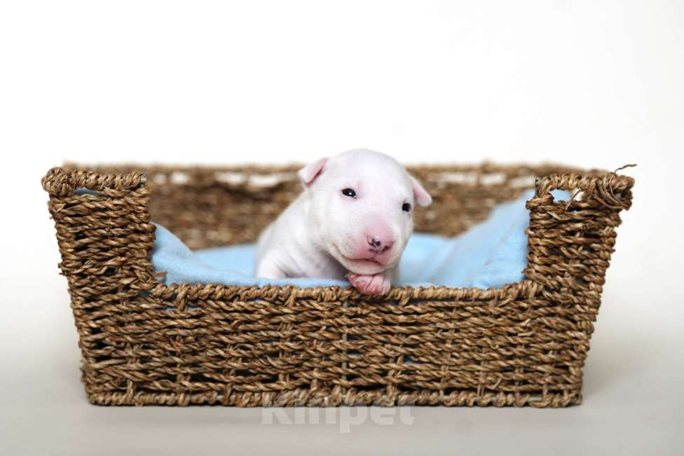 Собаки в Москве: Миниатюрный бультерьер Мальчик, Бесплатно - фото 2