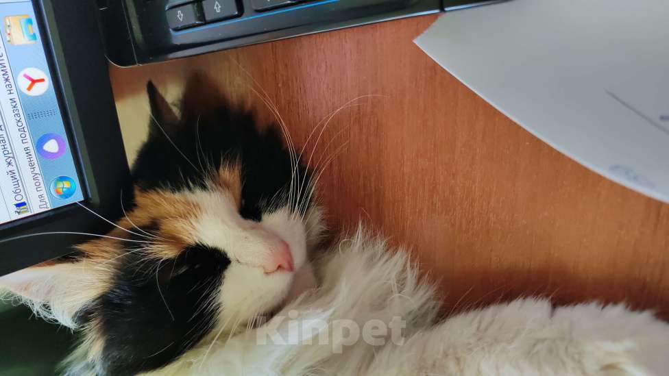 Кошки в Томске: Пропала любимая кошка Шанель Девочка, 1 000 руб. - фото 2