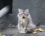 Кошки в Москве: Найден кот(кошка) пушистый полосатый серый Мальчик, Бесплатно - фото 1