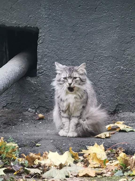 Кошки в Москве: Найден кот(кошка) пушистый полосатый серый Мальчик, Бесплатно - фото 1