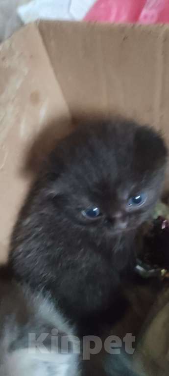 Кошки в Калуге: Шоотландские вислоухие котята Мальчик, 2 000 руб. - фото 5