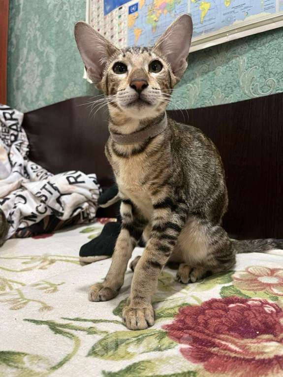 Кошки в Волгограде: Ориентальные котята  Мальчик, Бесплатно - фото 3