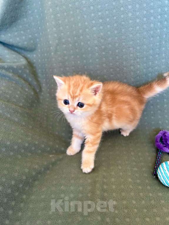 Кошки в Москве: Мальчик мрамор Золотая шиншилла Мальчик, 35 000 руб. - фото 4