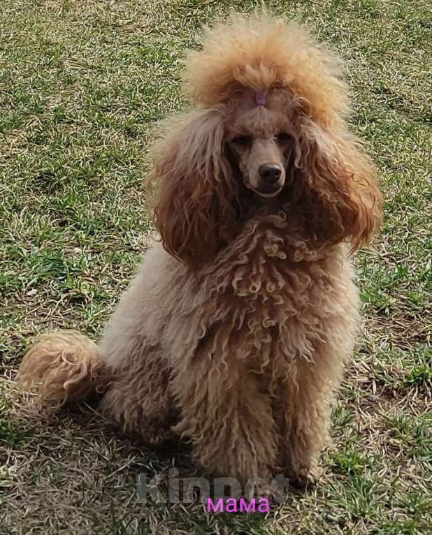 Собаки в Екатеринбурге: Той пуделята ред браун обоих полов Разнополые, 55 000 руб. - фото 7