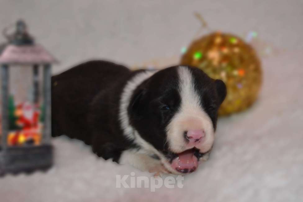 Собаки в Кирове: Бордер Колли щенок Мальчик, 70 000 руб. - фото 1