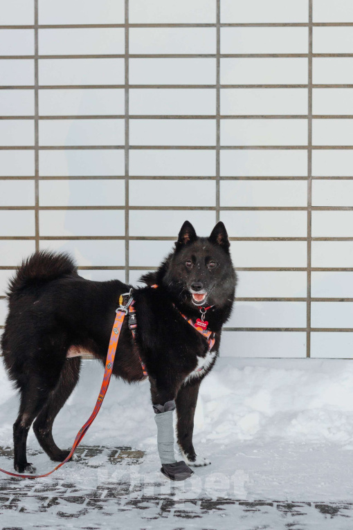 Собаки в Москве: Клюкве срочно нужен дом 🐾 Девочка, Бесплатно - фото 4