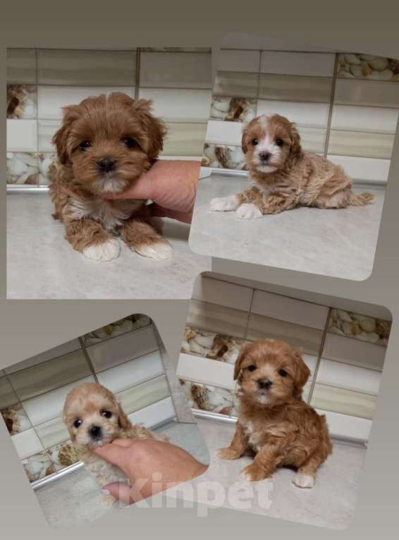 Собаки в Барнауле: Мальтипу f1  Девочка, 100 000 руб. - фото 3