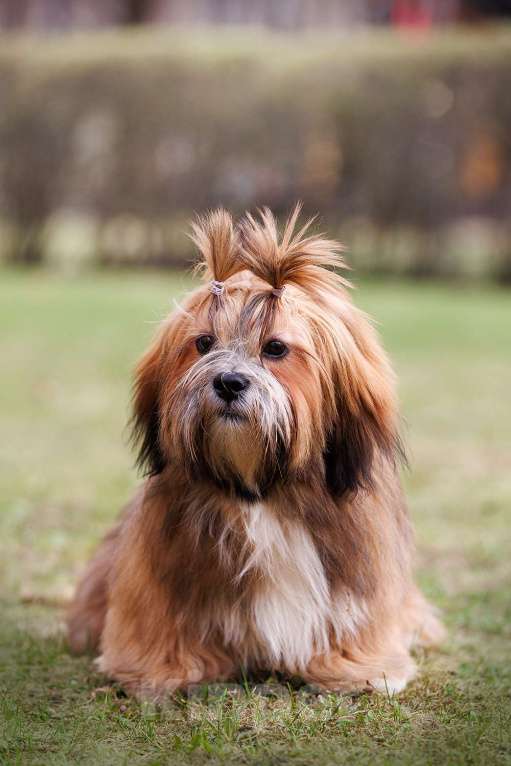 Собаки в Смоленске: Лхасский апсо щенки подрощенные кобели Мальчик, 40 000 руб. - фото 10