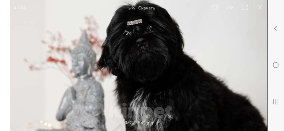 Собаки в Краснодаре: Щенок ши- тцу Мальчик, Бесплатно - фото 1