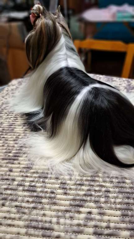 Собаки в Москве: Девочка Бивер Девочка, 265 000 руб. - фото 5