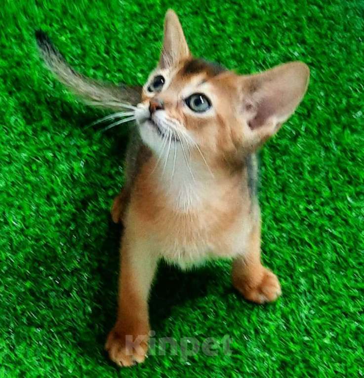 Кошки в Краснодаре: Абиссинские котята с документами Мальчик, 35 000 руб. - фото 8