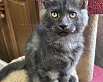Кошки в Петергофе: Очень славный мальчик Мальчик, 35 000 руб. - фото 3