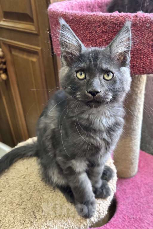 Кошки в Петергофе: Очень славный мальчик Мальчик, 35 000 руб. - фото 3