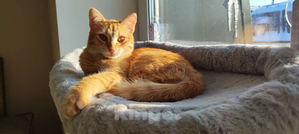 Кошки в Королеве: Котёнок рыжий девочка Девочка, 13 руб. - фото 8