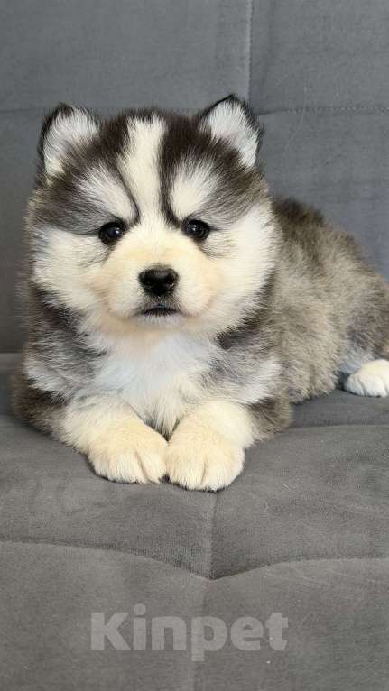 Собаки в Санкт-Петербурге: Девочка помски Девочка, 40 000 руб. - фото 1