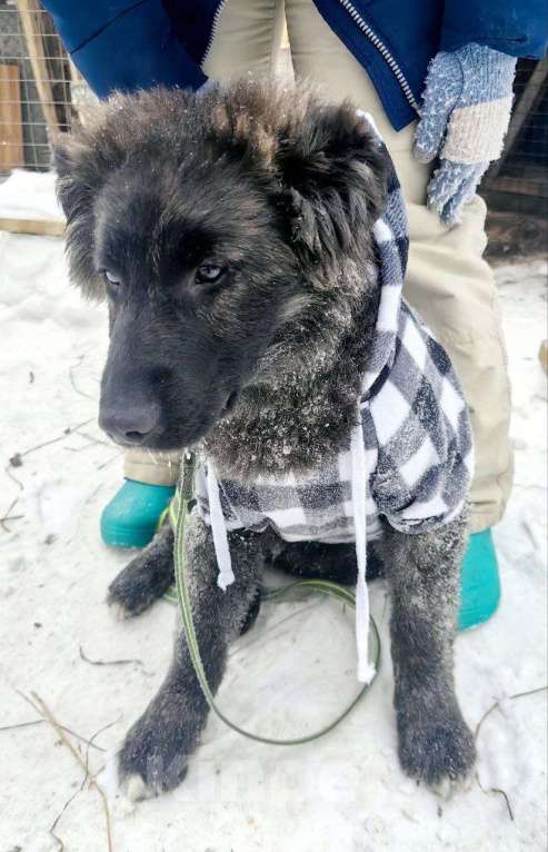 Собаки в Москве: шикарные щенки  овчар типа бесплатно Мальчик, Бесплатно - фото 2