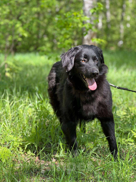Собаки в Москве: Черные сестрицы, блеск и элегантность  Девочка, Бесплатно - фото 6