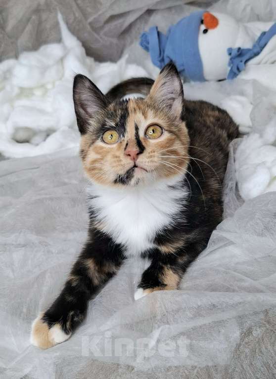 Кошки в Москве: Котёнок с капелькой на носу в поисках хозяев  Девочка, Бесплатно - фото 2