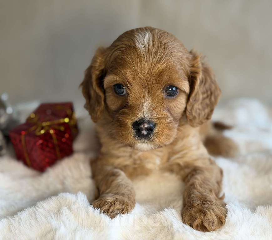 Собаки в Москве: Мальчик Кавапу Мальчик, 65 000 руб. - фото 3
