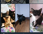 Кошки в Краснодаре: Котенок ласковый милый 4 месяцва  Девочка, 1 000 руб. - фото 1