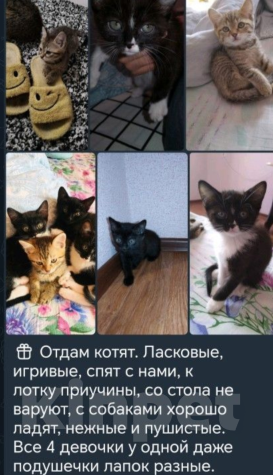 Кошки в Краснодаре: Котенок ласковый милый 4 месяцва  Девочка, 1 000 руб. - фото 1