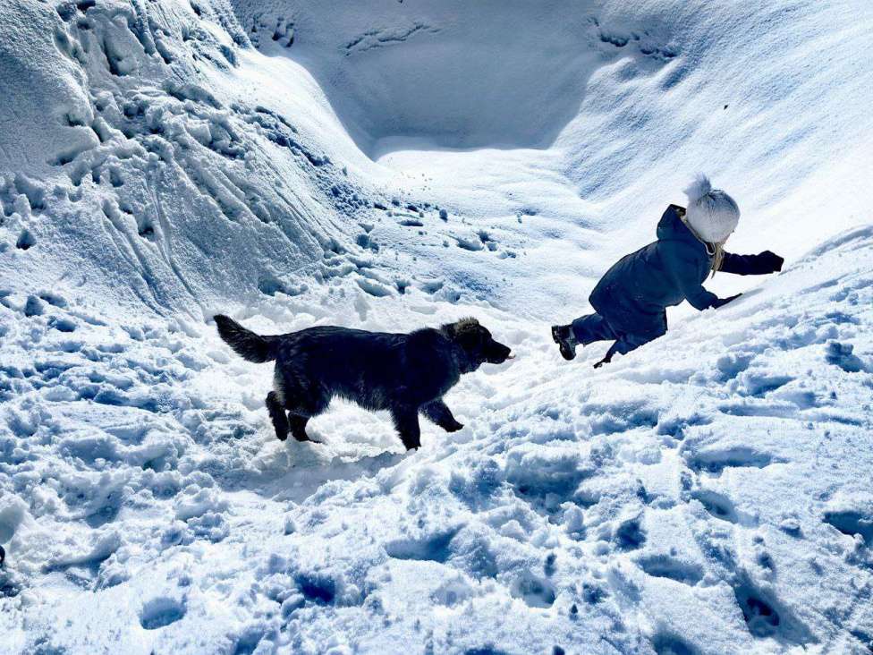 Собаки в Лобне: шикарный щенок Батлай бесплатно Мальчик, Бесплатно - фото 3