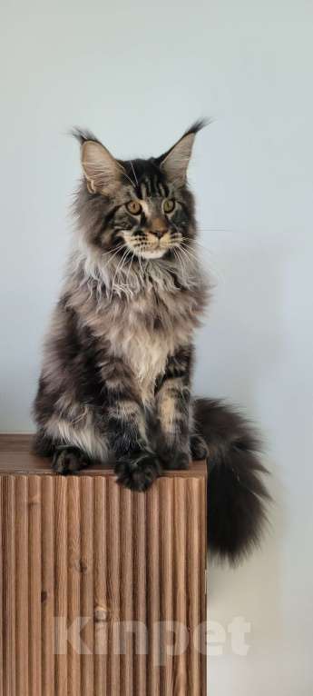 Кошки в Москве: Котенок чёрный мрамор Мальчик, 85 000 руб. - фото 6