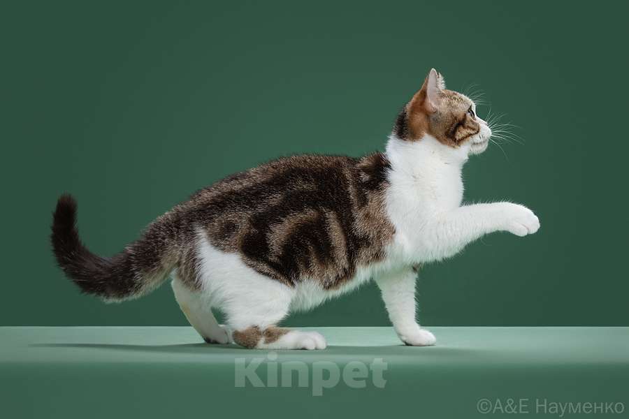 Кошки в Ликино-Дулево: Американская короткошерстная Девочка, Бесплатно - фото 5